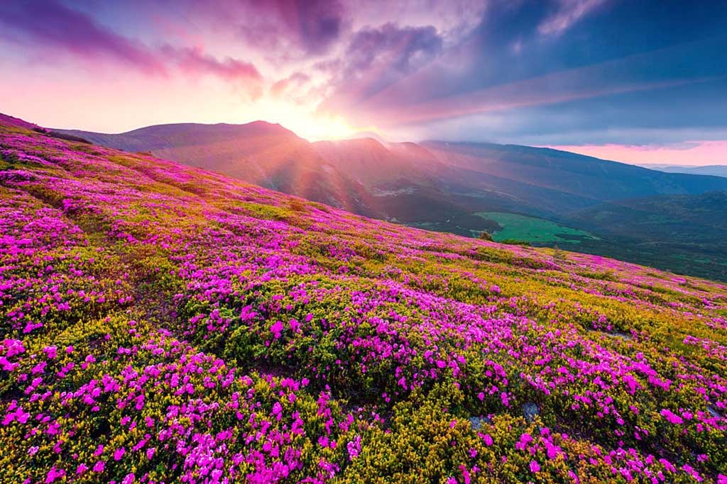Valley of Flowers Trek